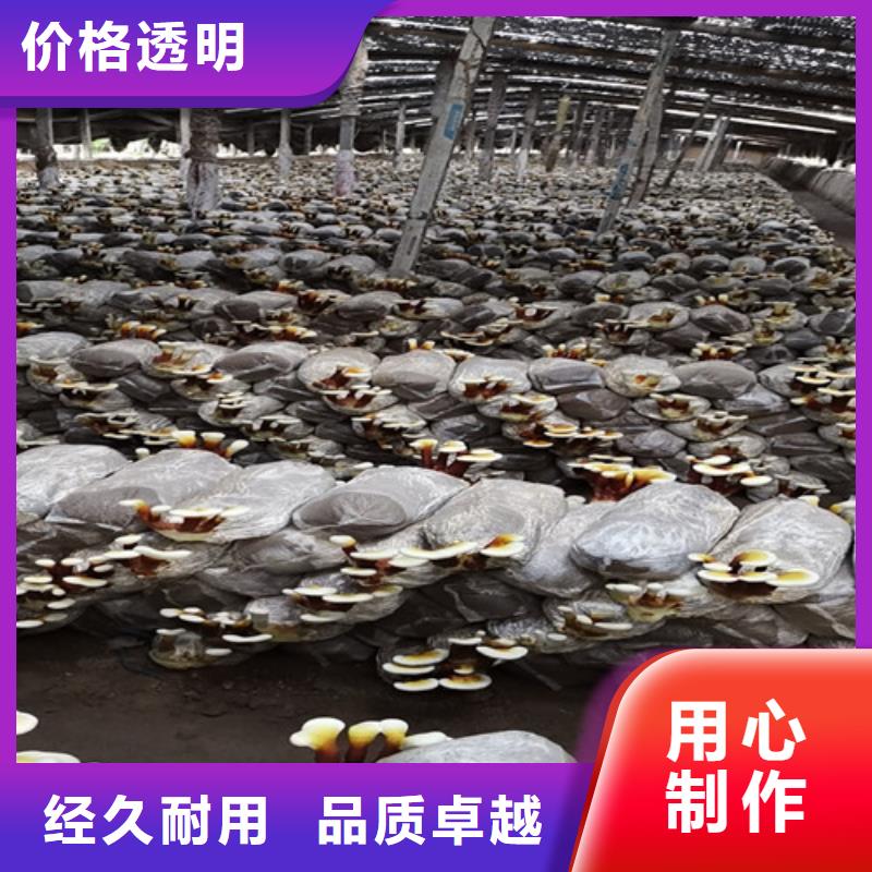 灵芝粉哪里有卖