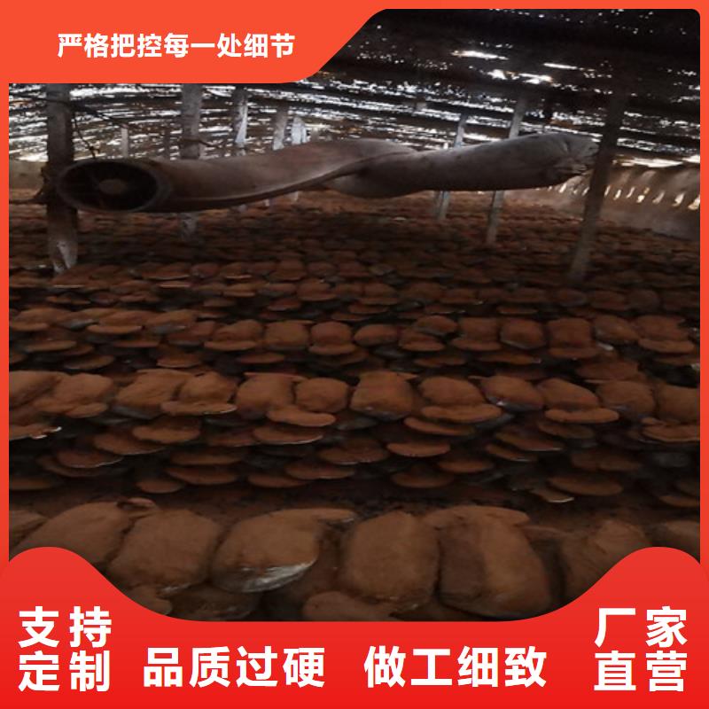 灵芝菌种怎么卖