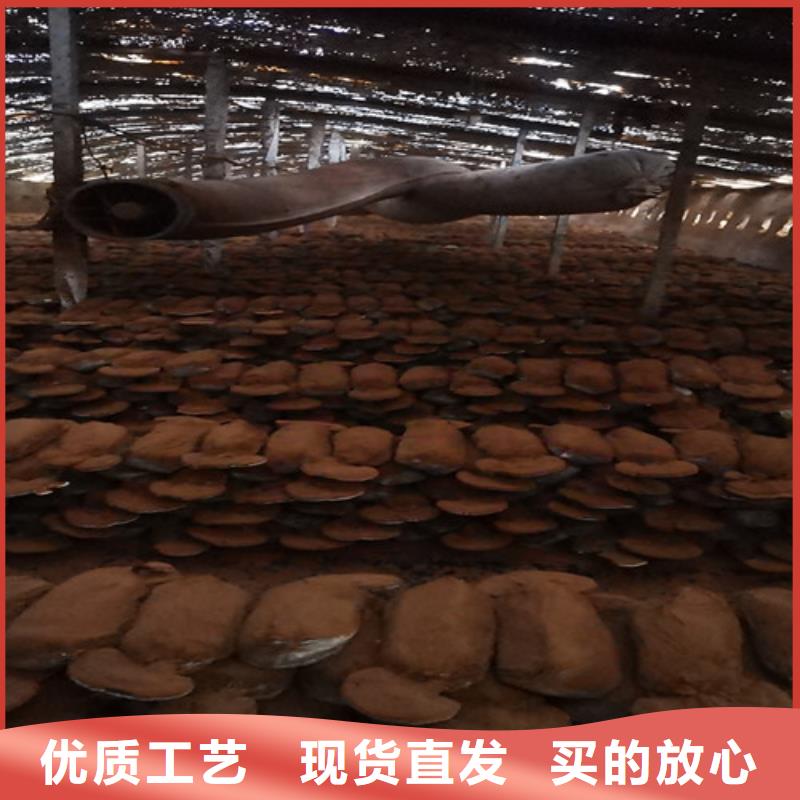 灵芝孢子粉吃的方法