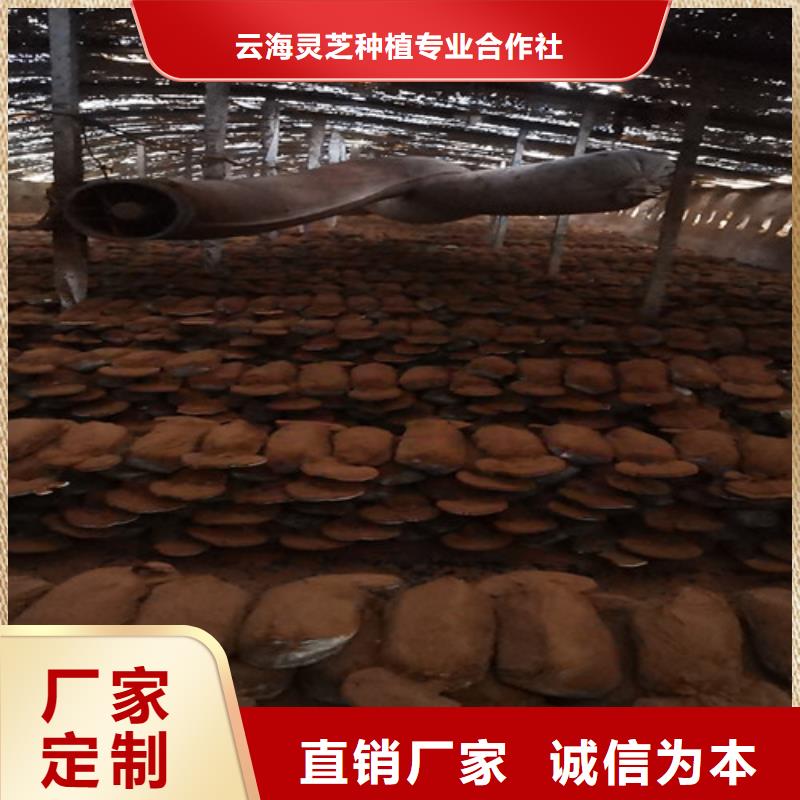 灵芝菌种优享品质