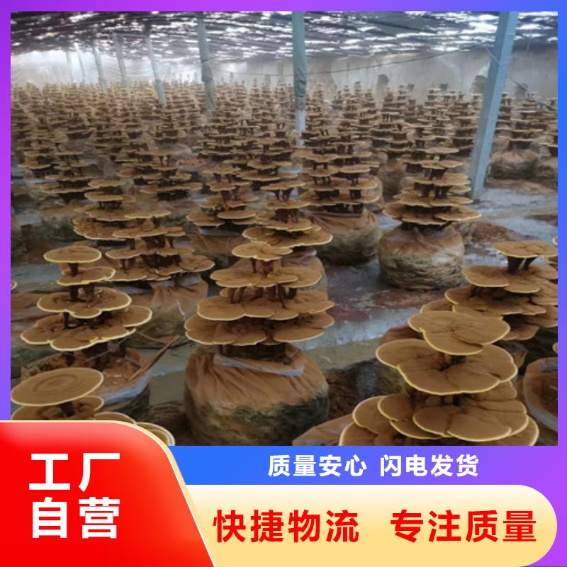 破壁灵芝孢子粉直供厂家