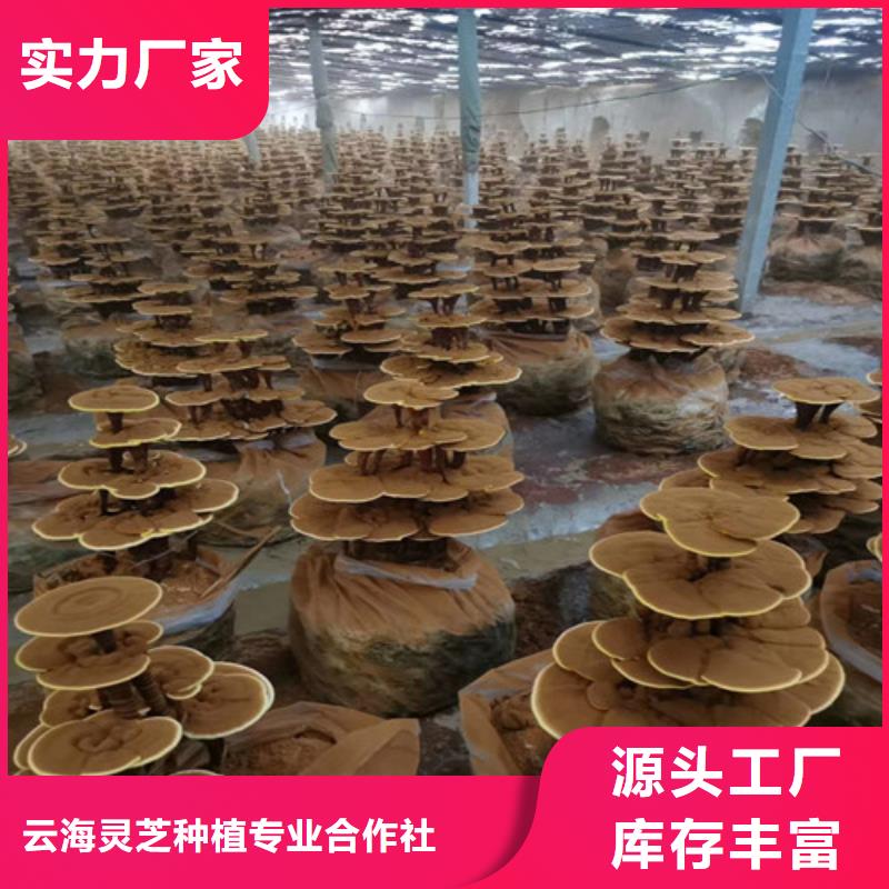 赤灵芝质量为主