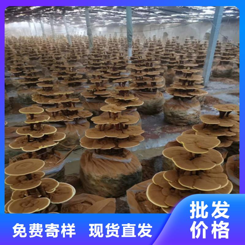 灵芝粉厂家批发