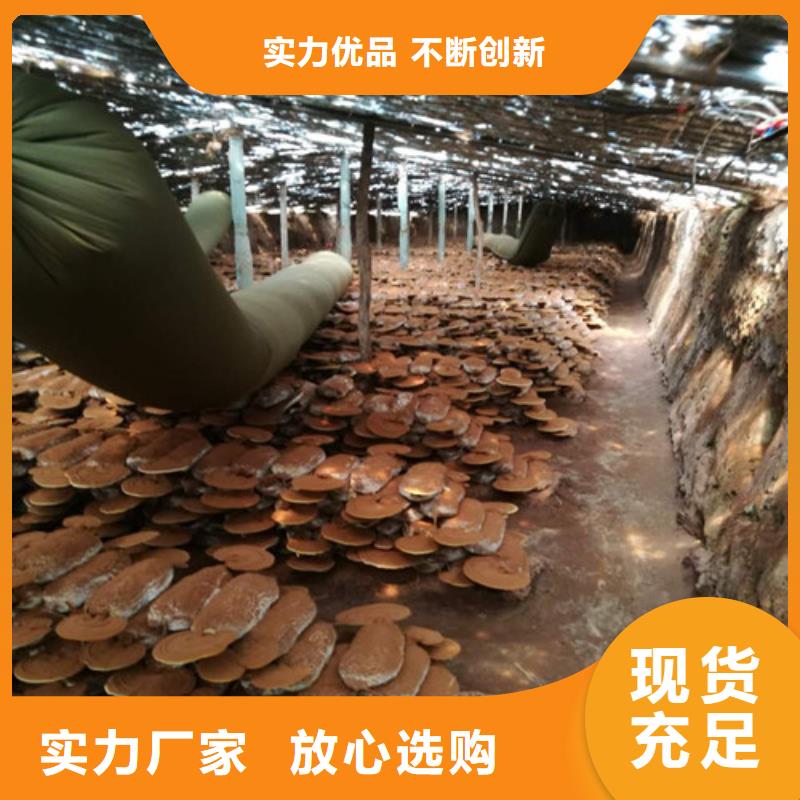 灵芝粉加工