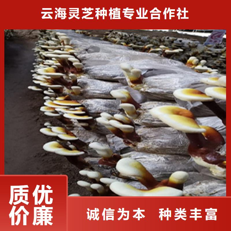 灵芝菌种厂家供应