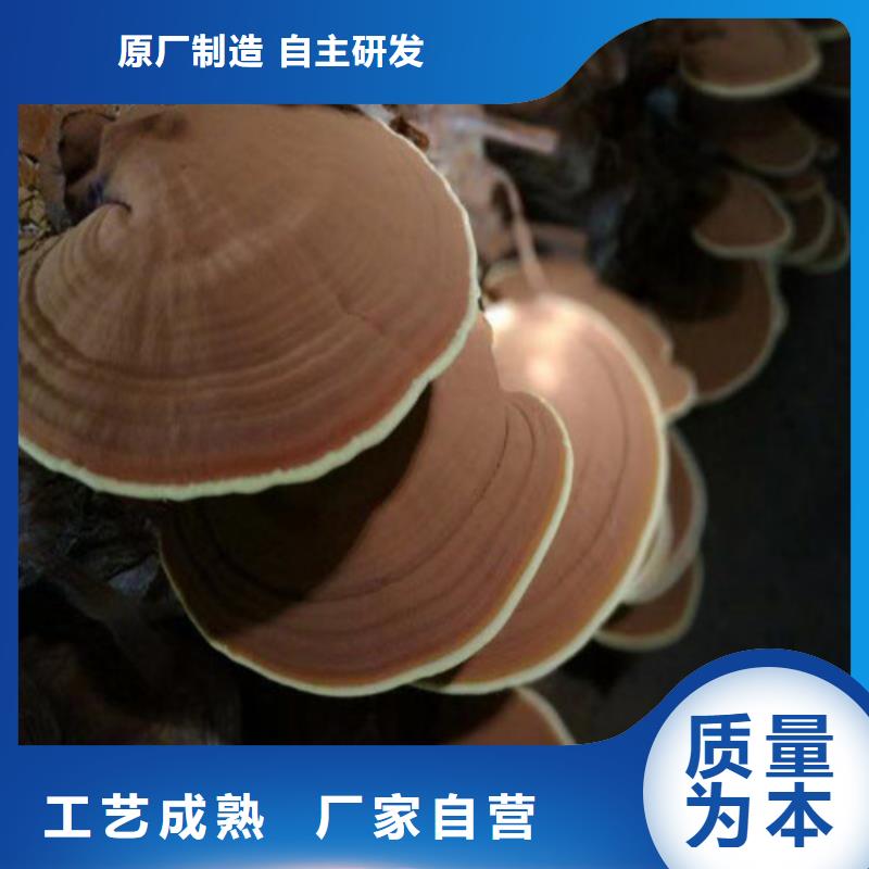 支持定制的
灵芝超细粉厂家