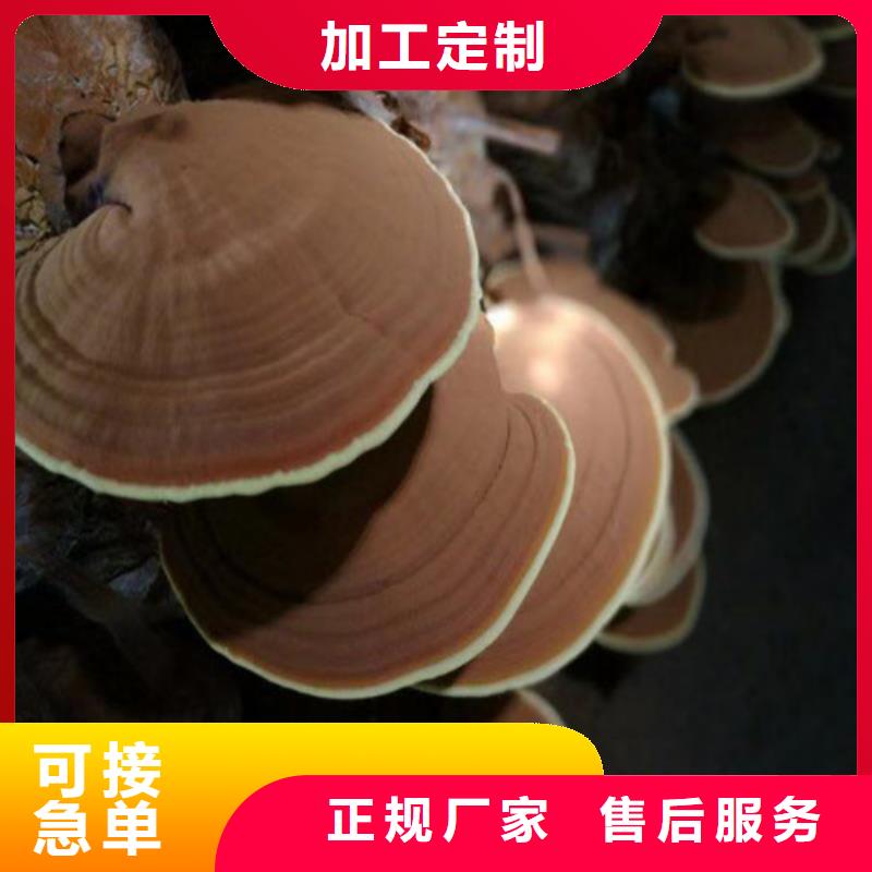 破壁灵芝孢子粉质量优异