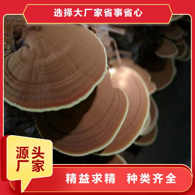 灵芝切片在线咨询