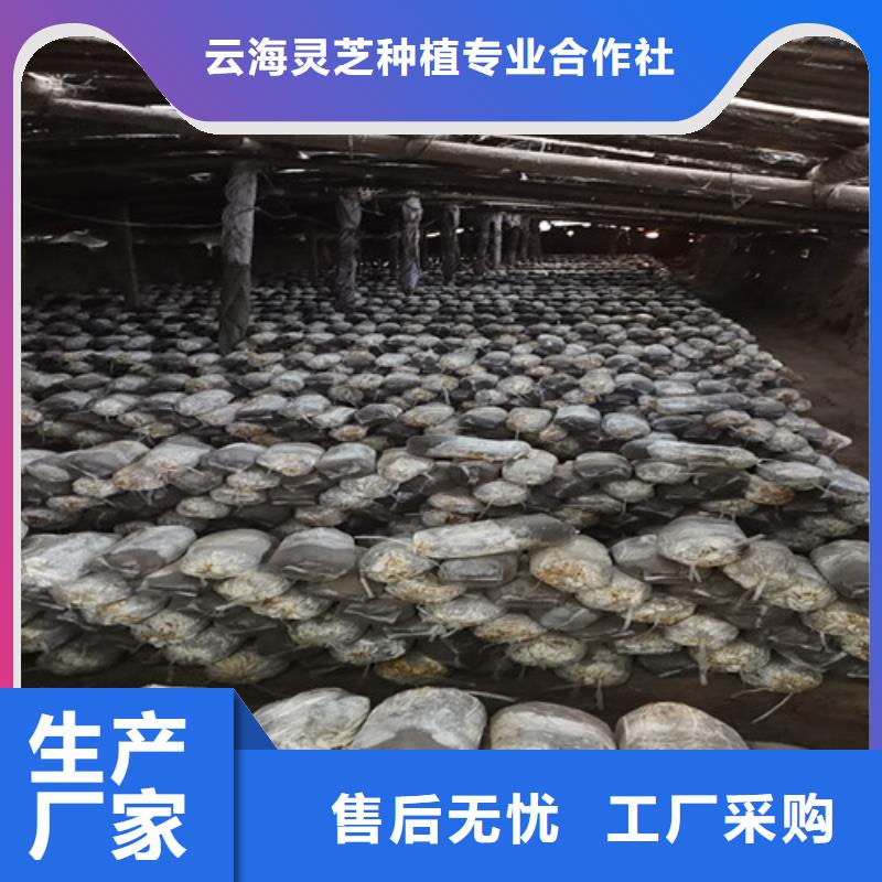 
灵芝超细粉常年批发