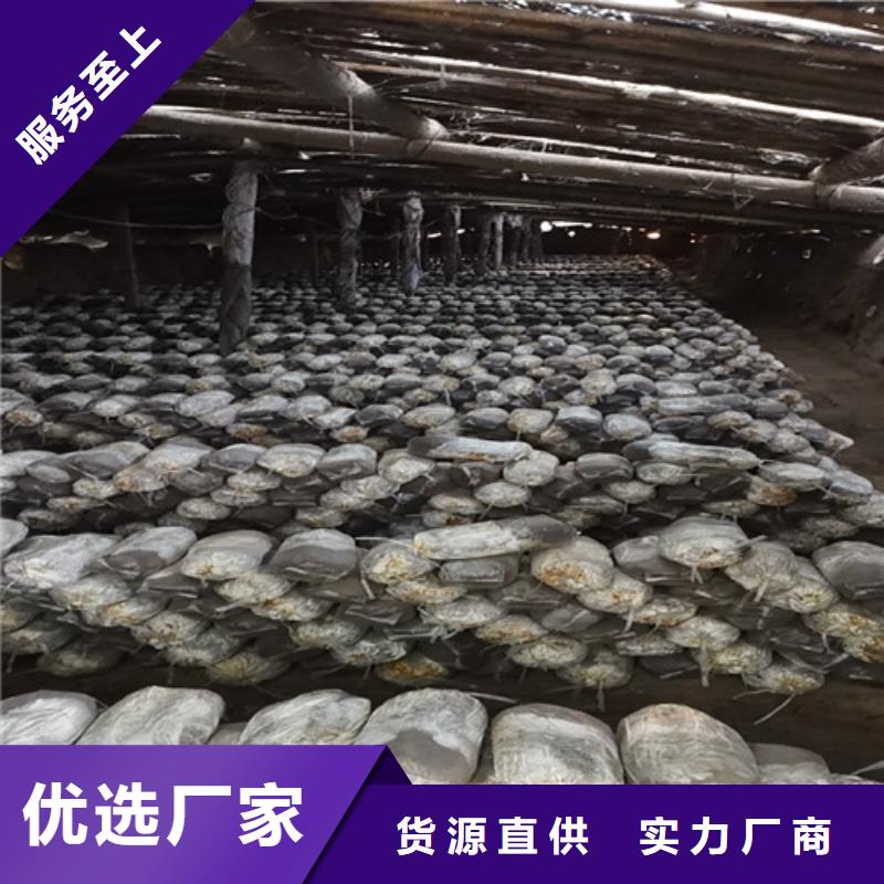 现货供应破壁灵芝粉_厂家