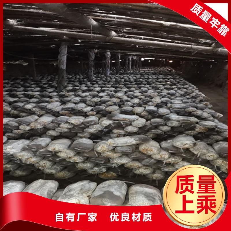 灵芝粉吃的方法
