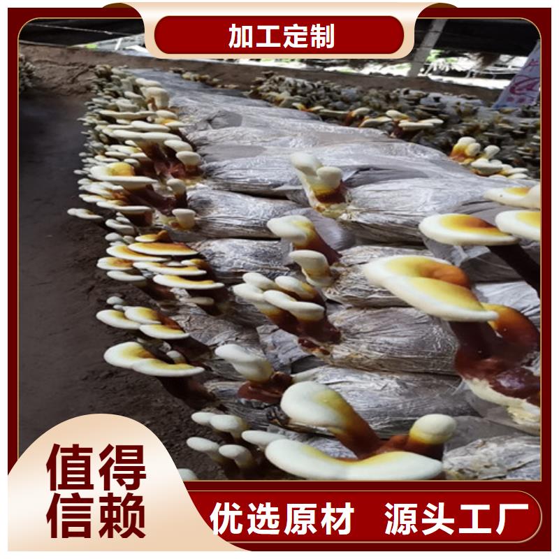 灵芝孢子粉厂家批发