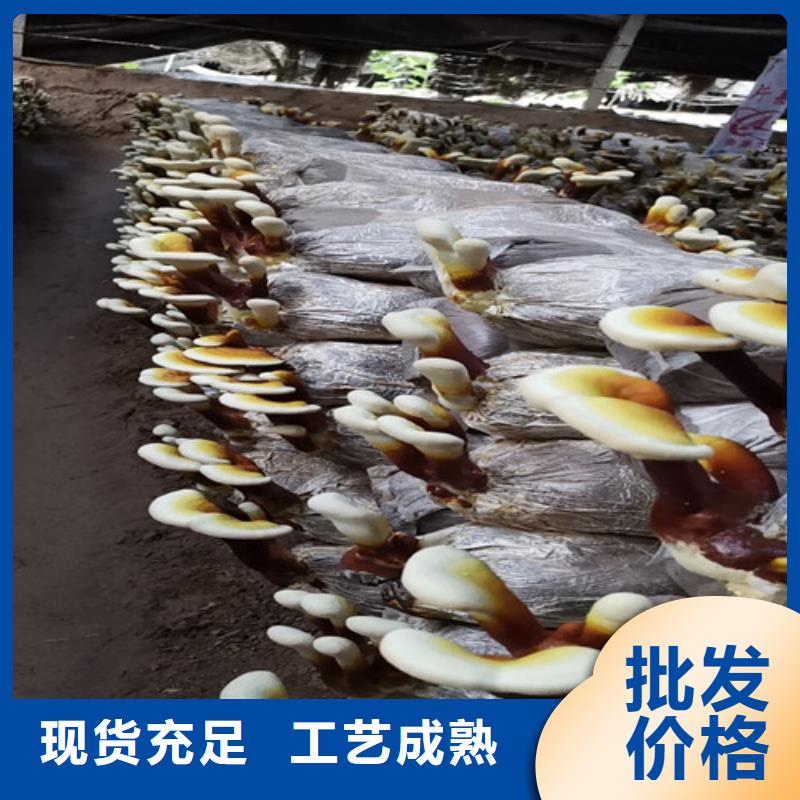 破壁灵芝孢子粉市场报价