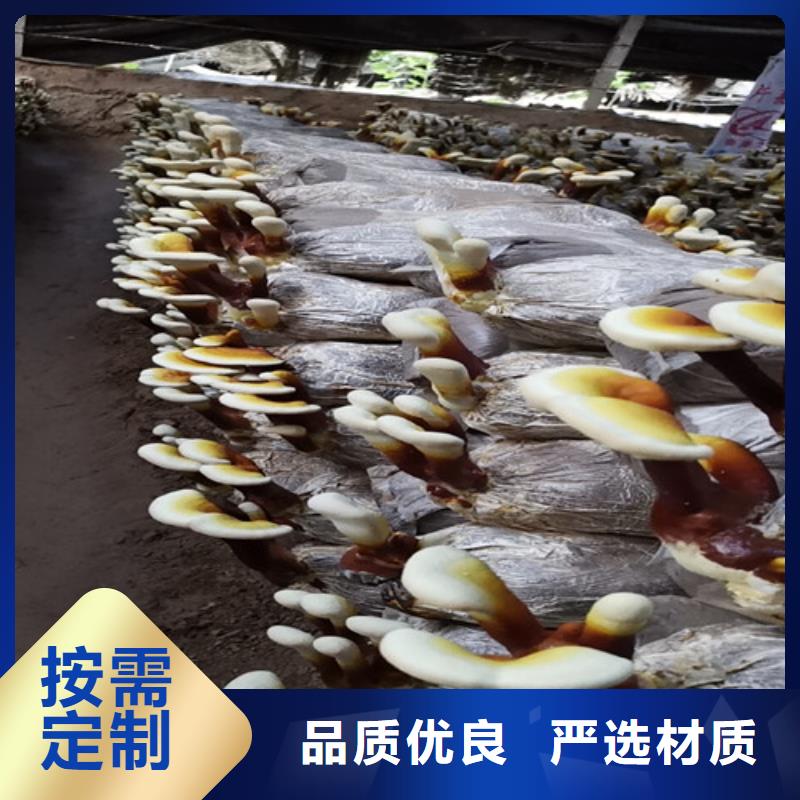灵芝超微粉
来厂实地考察