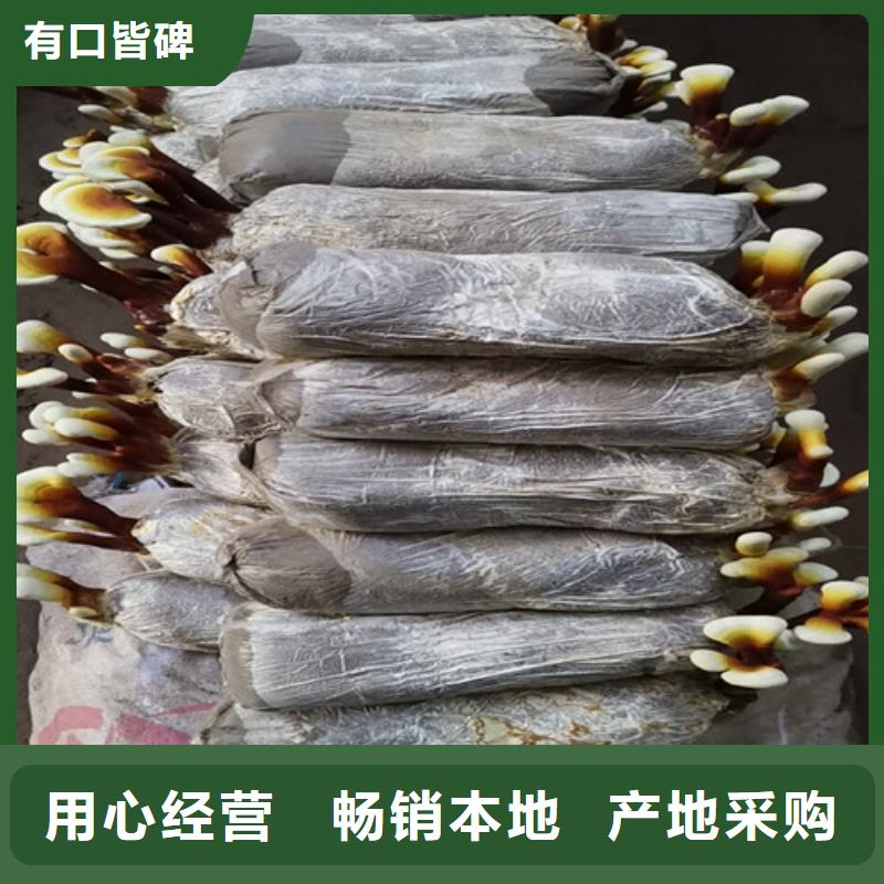 灵芝粉哪里有卖