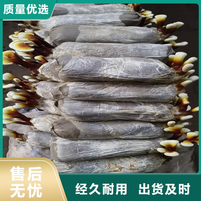 灵芝菌种正确吃法