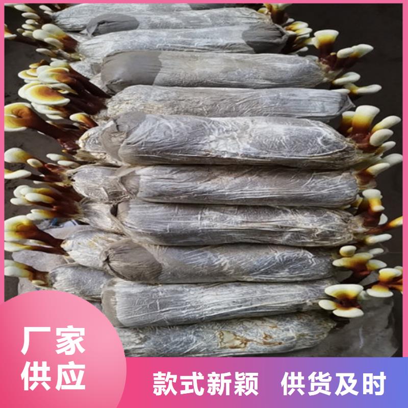 服务周到的
孢子灵芝经销商