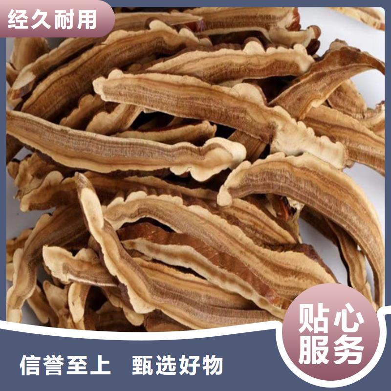 灵芝孢子厂商