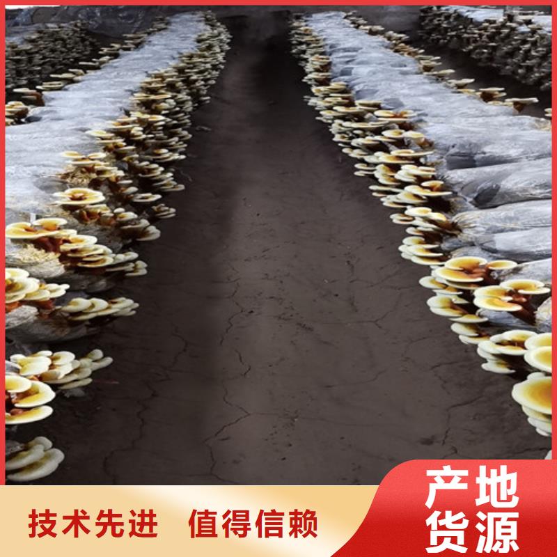 供应灵芝超微粉_优质厂家