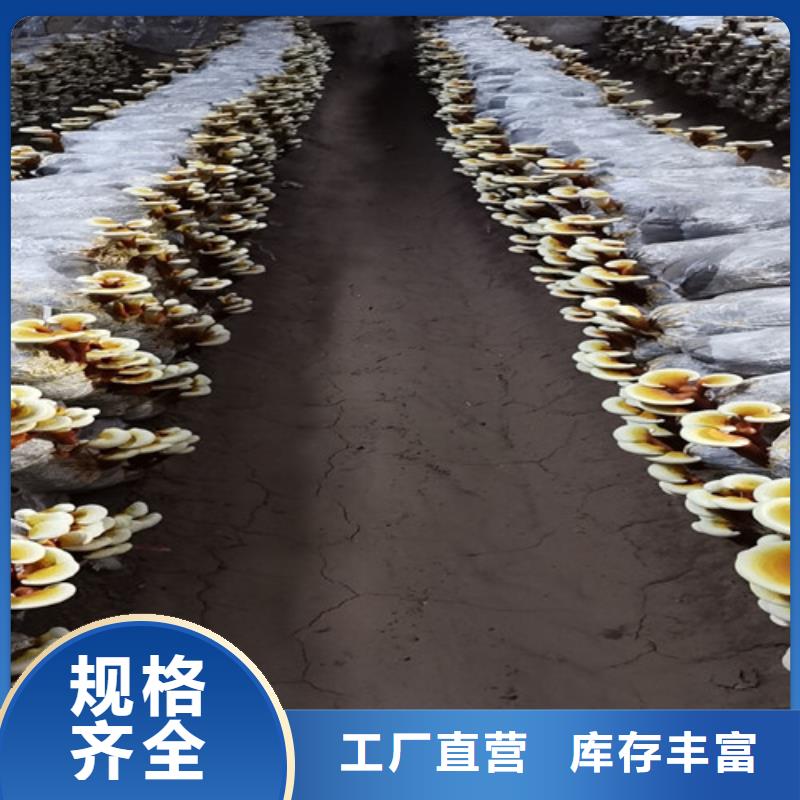灵芝切片多少钱