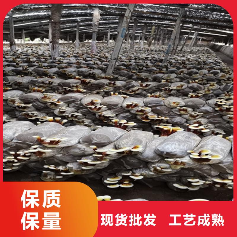 灵芝粉正确吃法