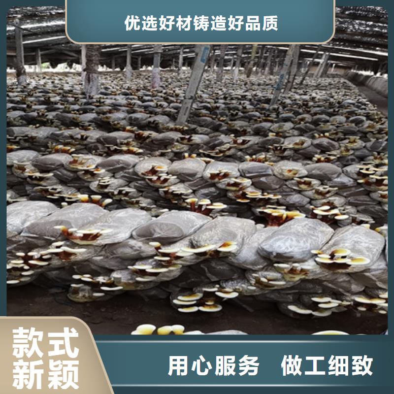 灵芝孢子粉质量优质的厂家