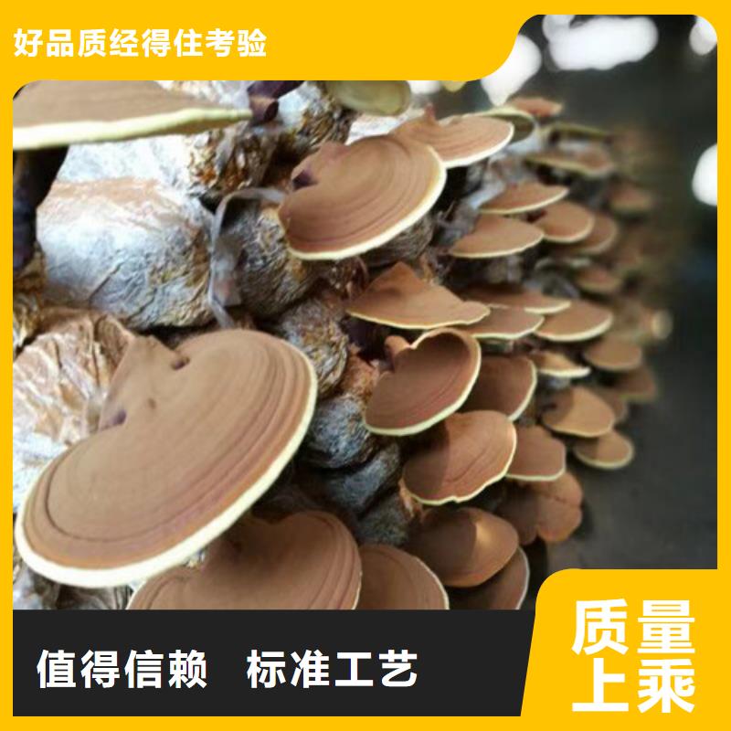 灵芝菌种价格多少钱