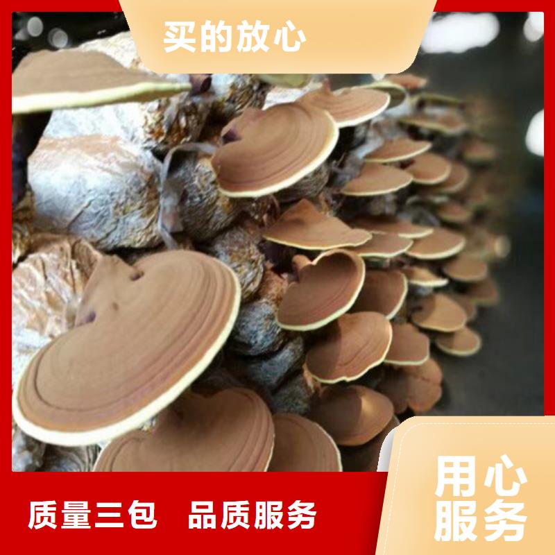 灵芝哪种好
