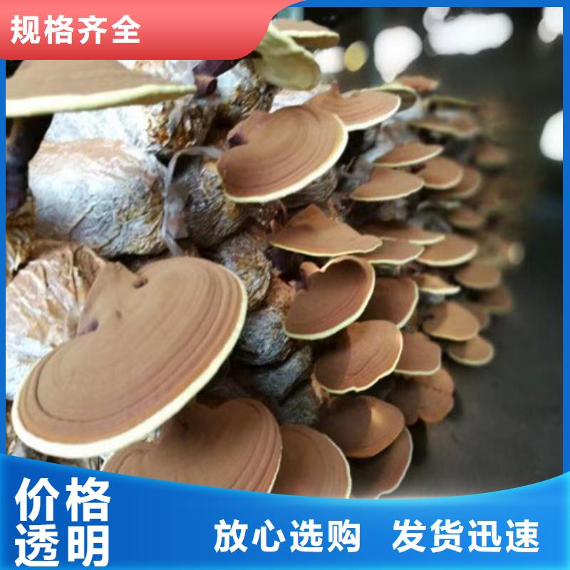 灵芝粉在线咨询