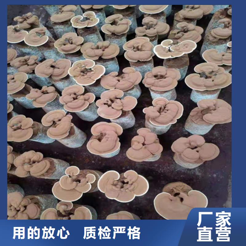 灵芝超微粉
合格才出厂