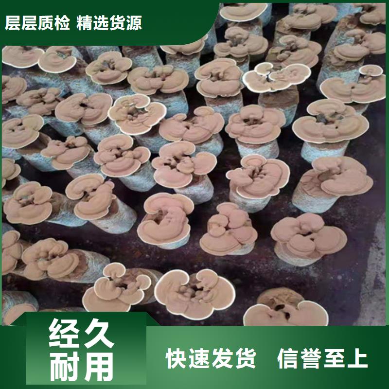 
灵芝粉直供