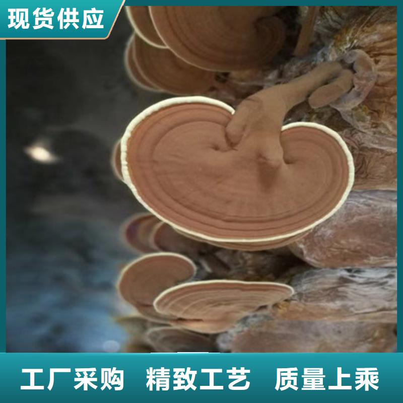 灵芝是什么味道