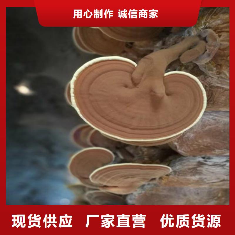 灵芝菌种怎么吃