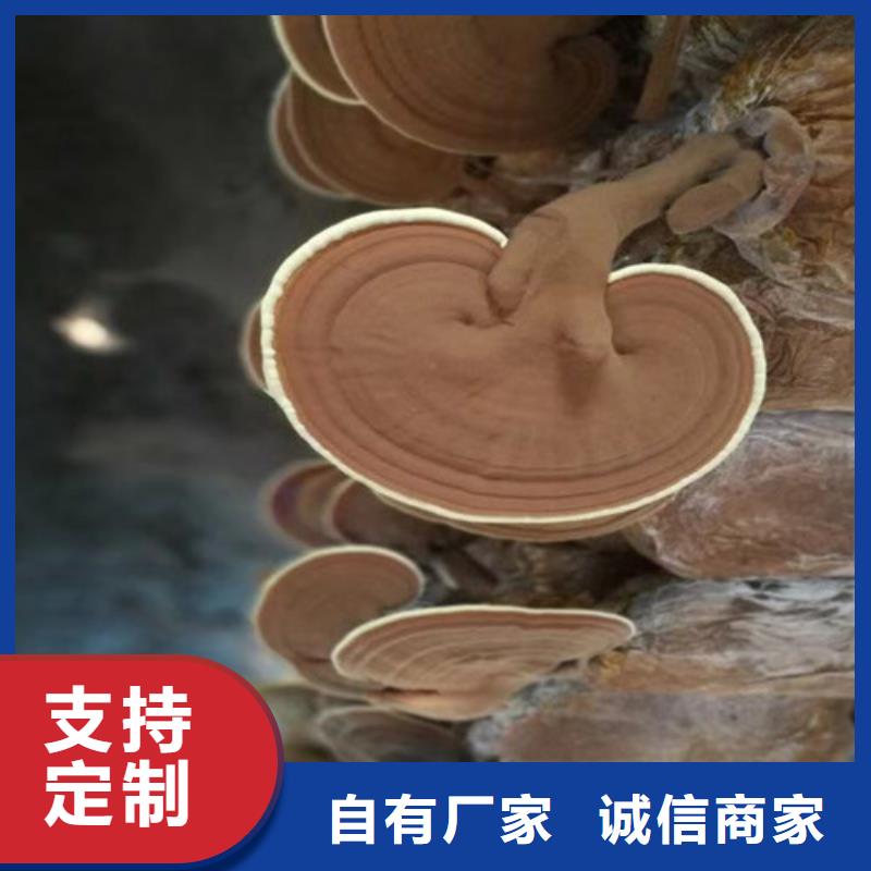 
灵芝粉如何选择