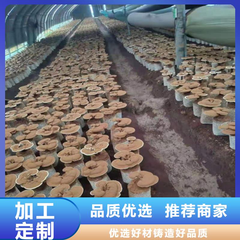破壁灵芝孢子粉直供厂家