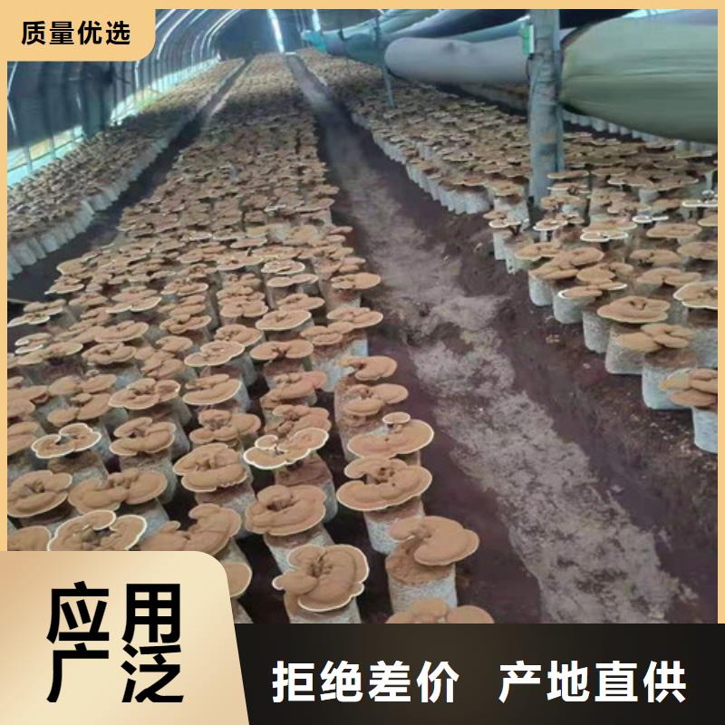 甄选：灵芝超微粉
供应商