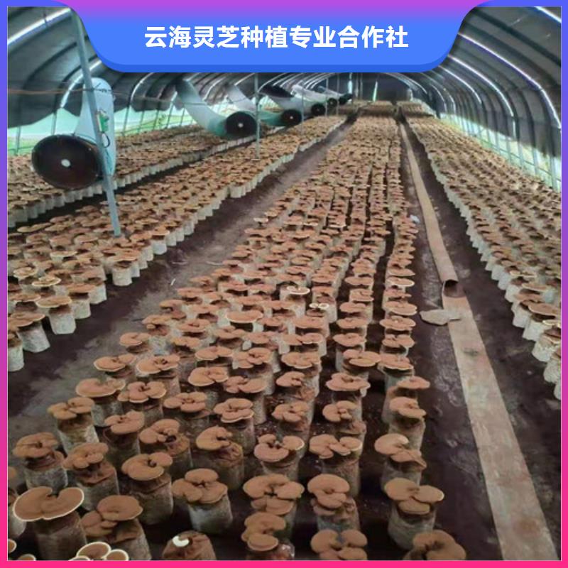 灵芝粉直供厂家