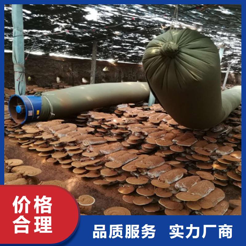 灵芝粉直供厂家