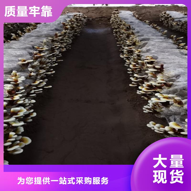 灵芝切片诚信企业