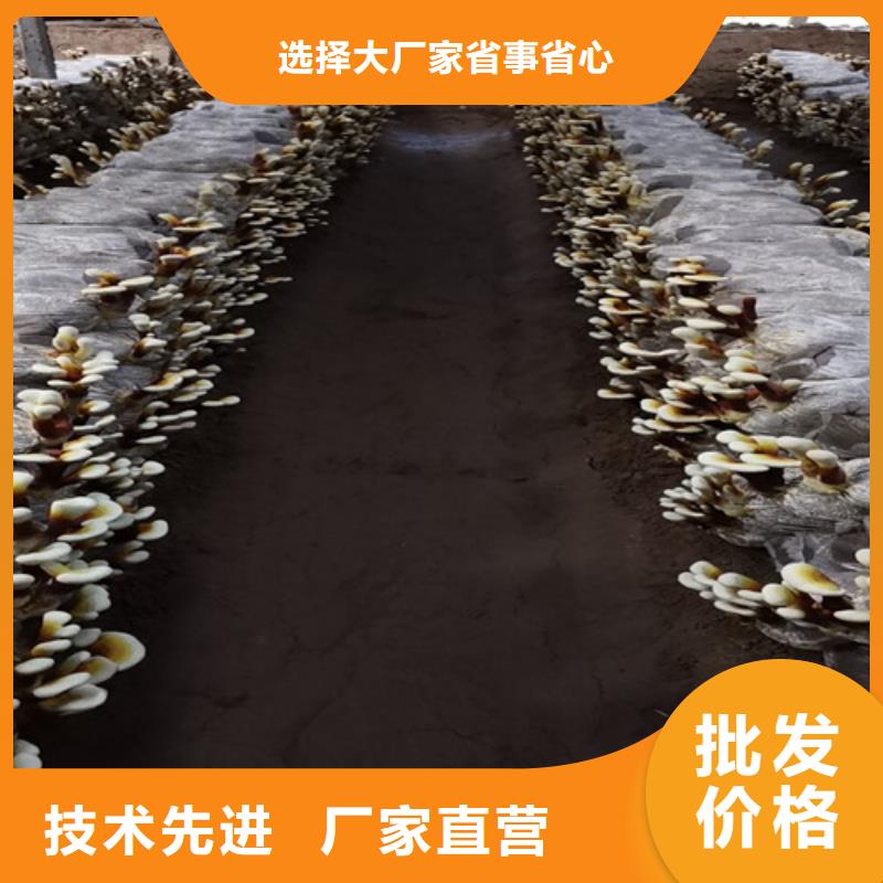 灵芝菌种什么价格