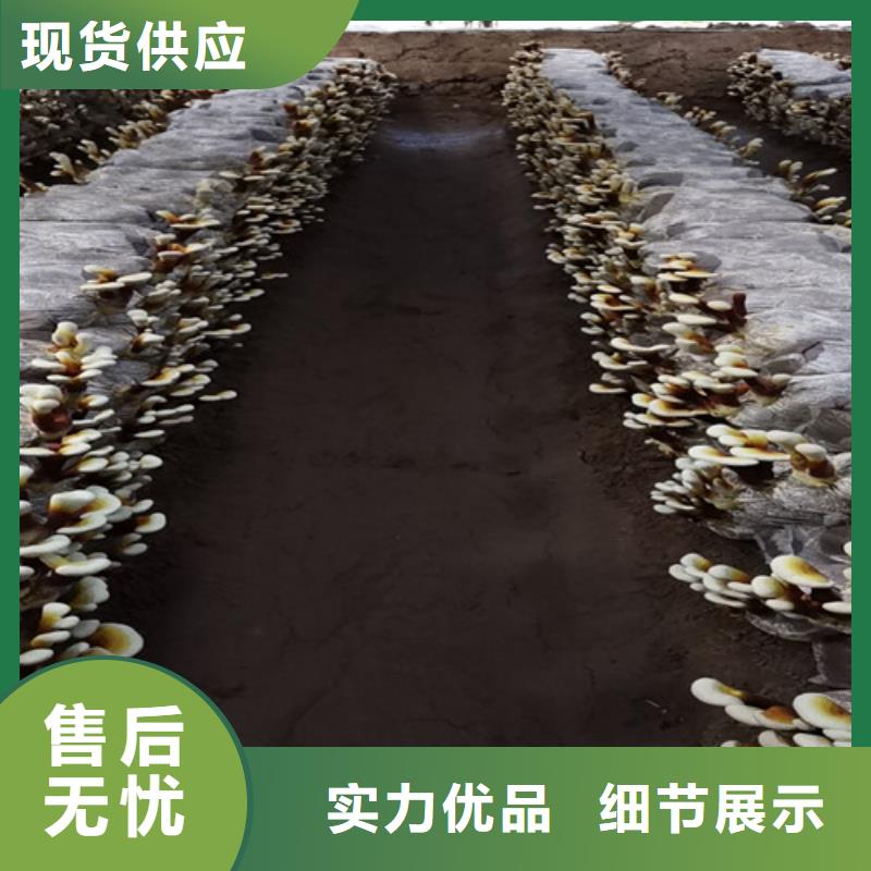 灵芝切片批发价格