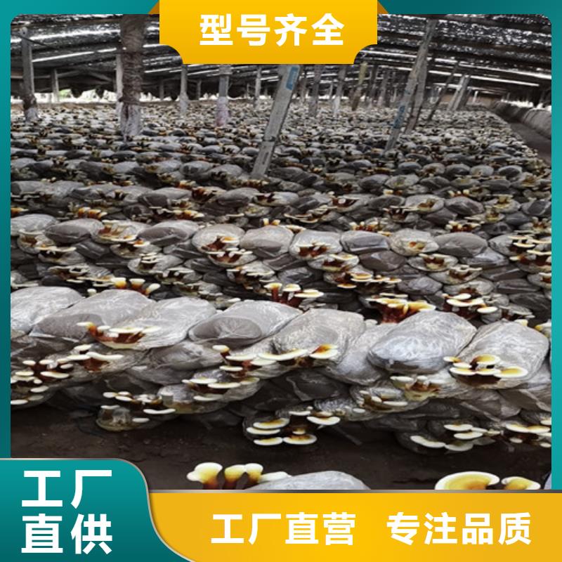 破壁灵芝孢子粉优享品质