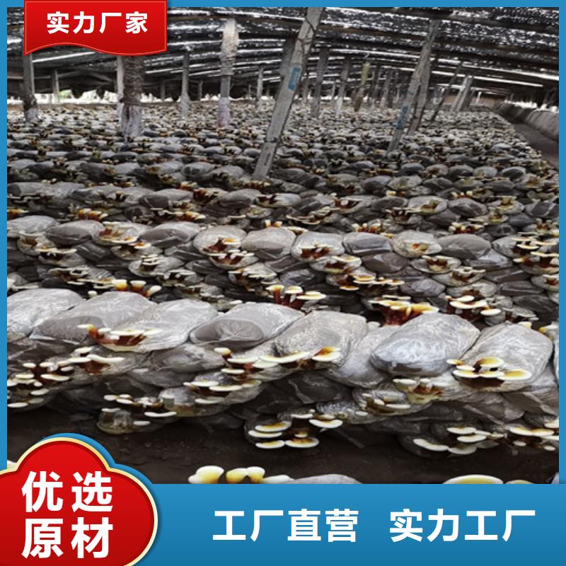 灵芝菌种怎么吃好吃