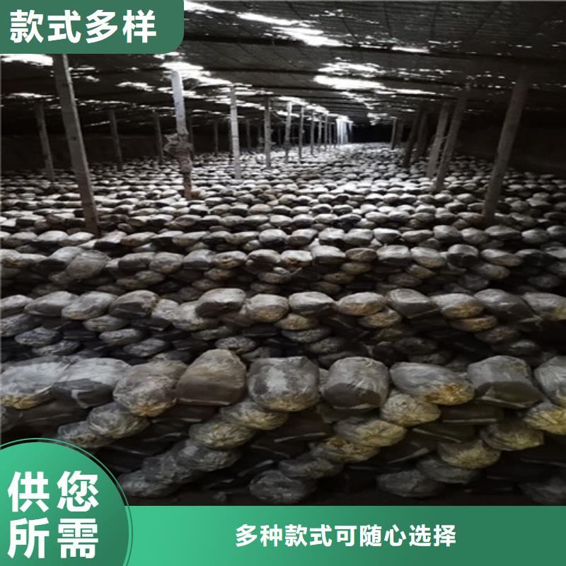 灵芝粉的好处