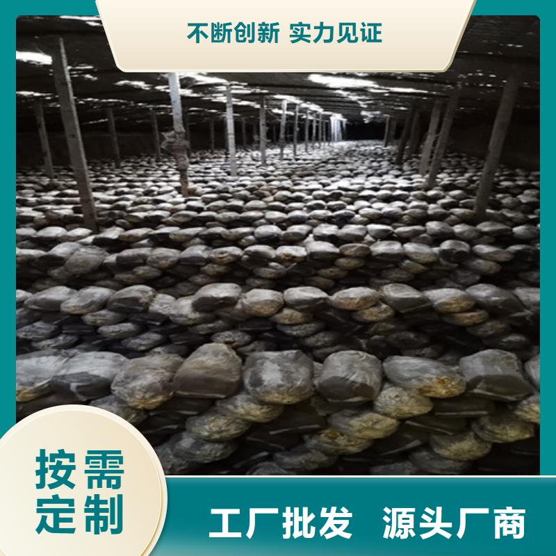 灵芝菌种吃的方法