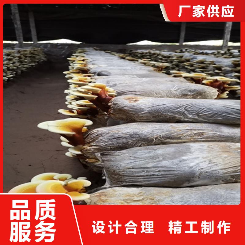 
灵芝超细粉常年批发