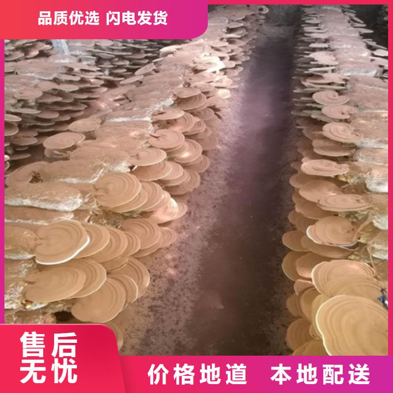 灵芝孢子粉多少钱一斤