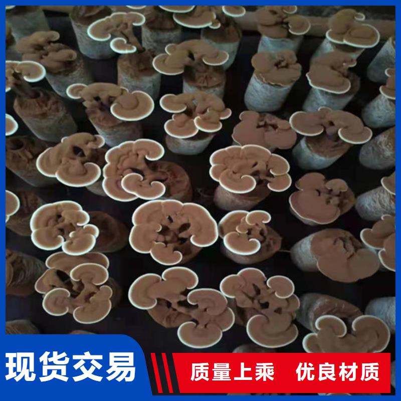 灵芝粉在线咨询