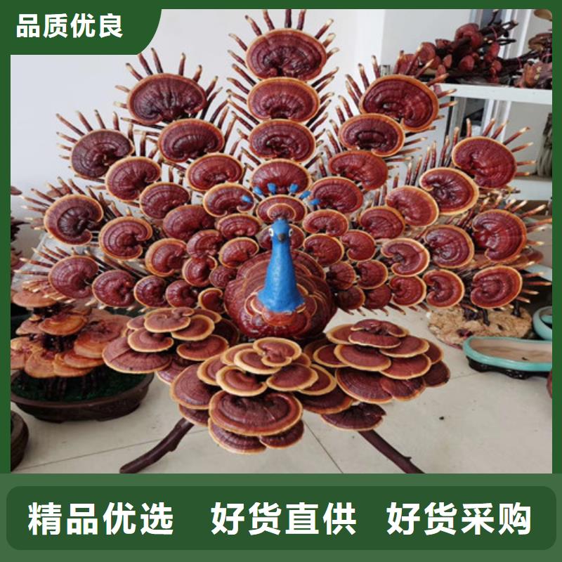 灵芝粉来电咨询