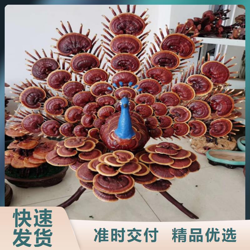 灵芝切片哪里有卖